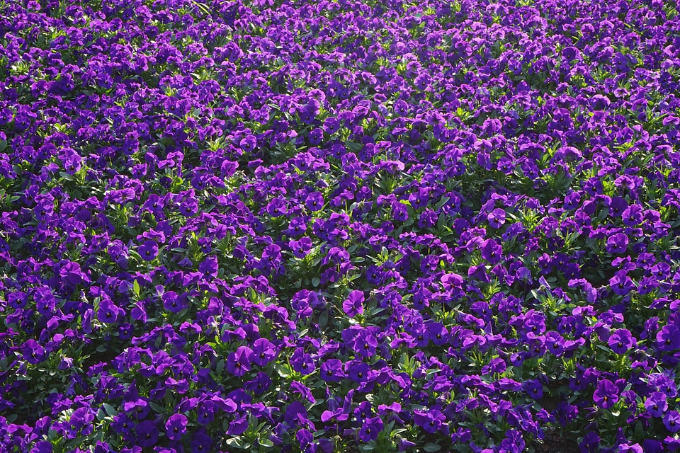 Viola wittrockiana violet purple