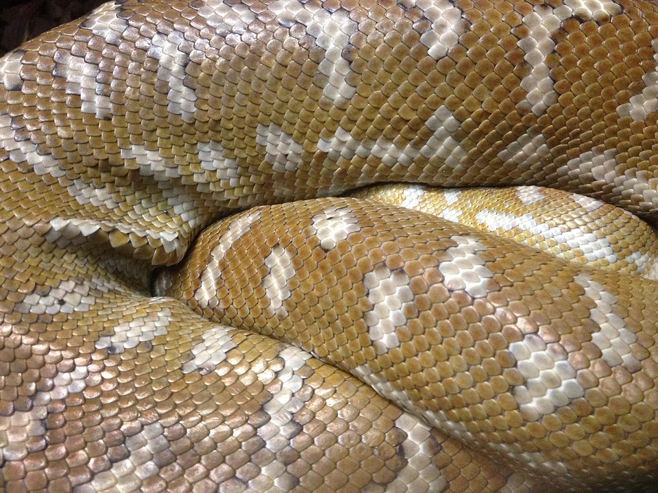 Skin reptile animals