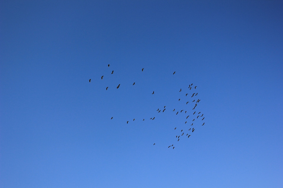 Fly free blue sky