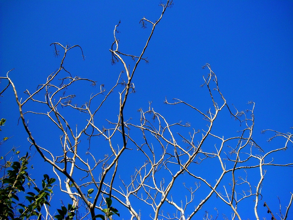 Sky old tree blue
