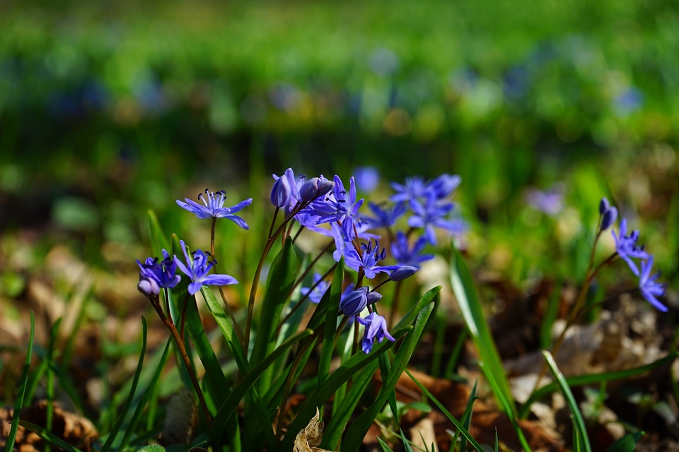 Bloom flower blue