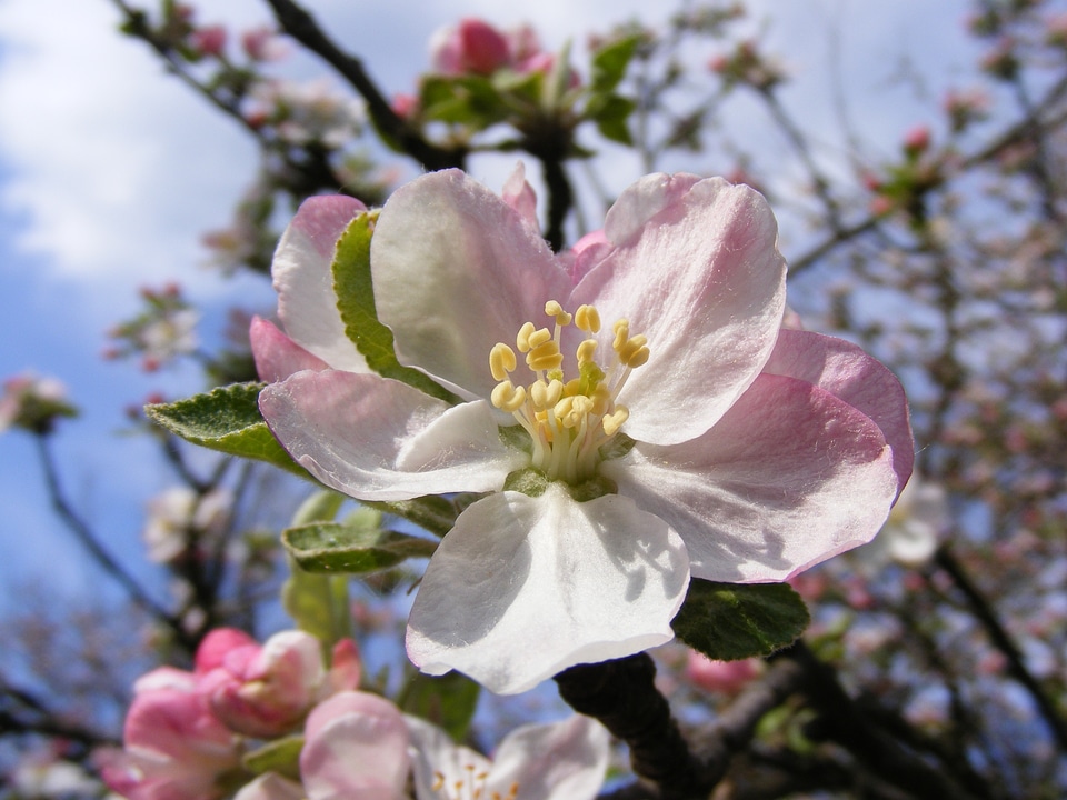 Blooms blooming pink photo