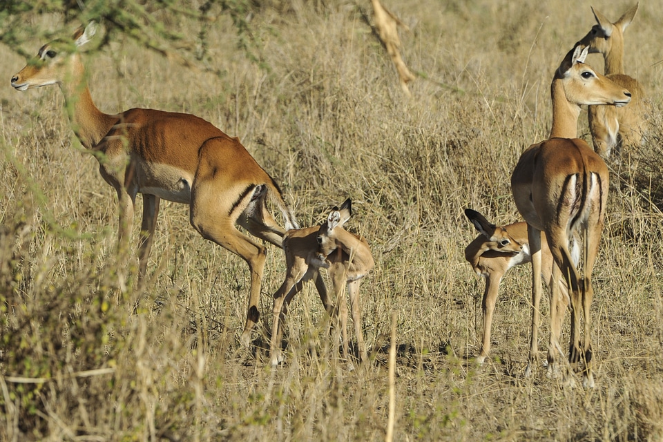 Antelope serengeti babies