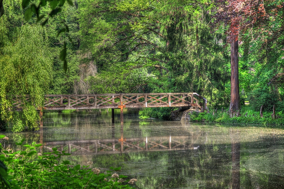 Reflection trees woods photo