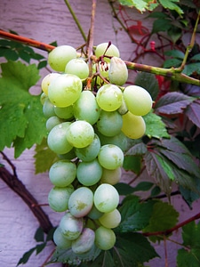 Wine harvest vintage new wine