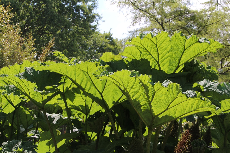 Shrub perennial garden