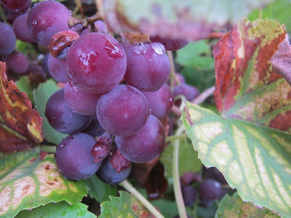 Vine wine harvest vintage