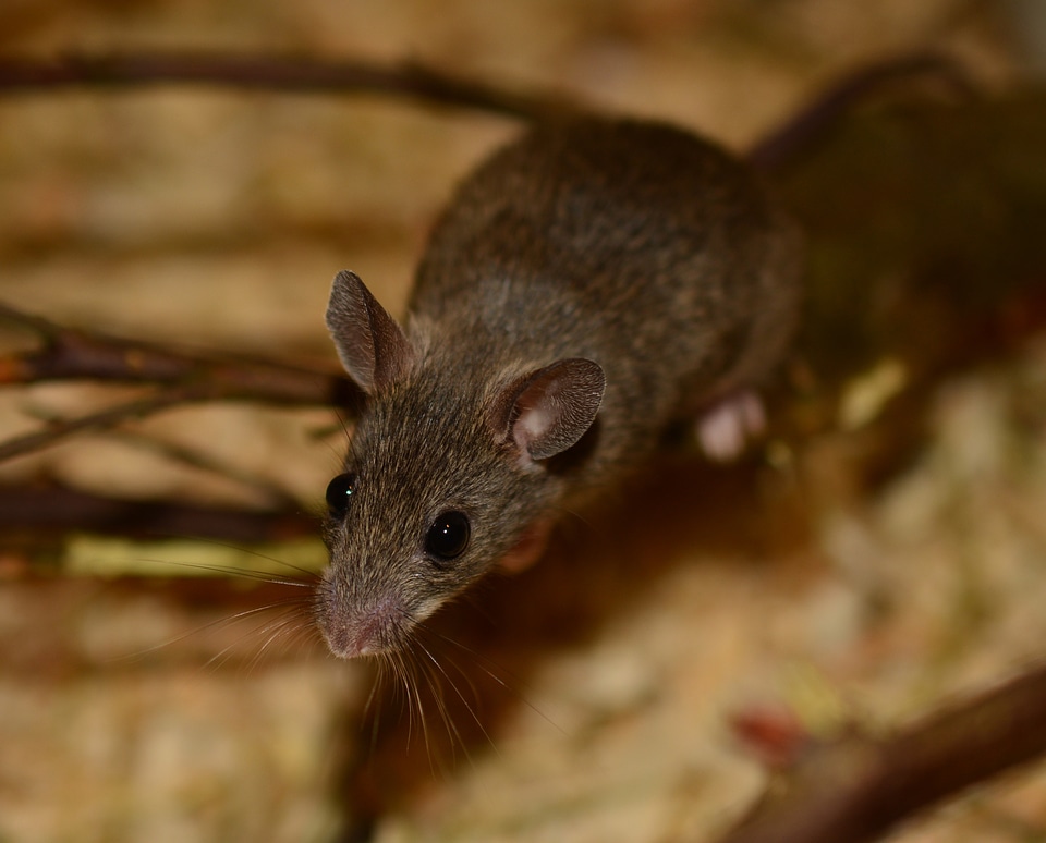 Shrew grey brown small