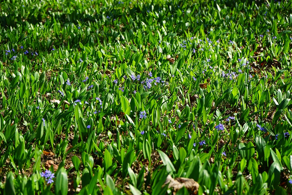 Bloom flower garlic leaves