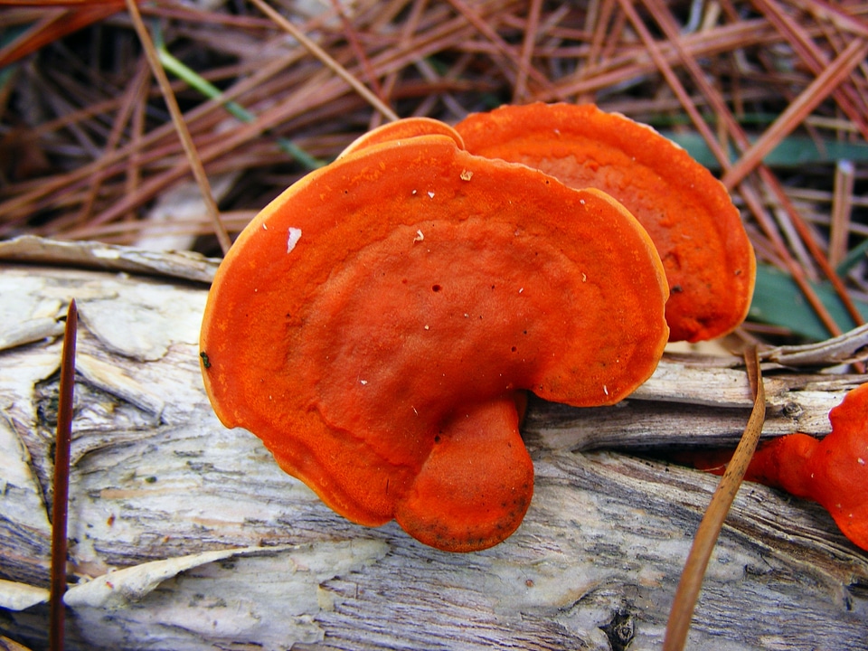 Shelf fungus outside