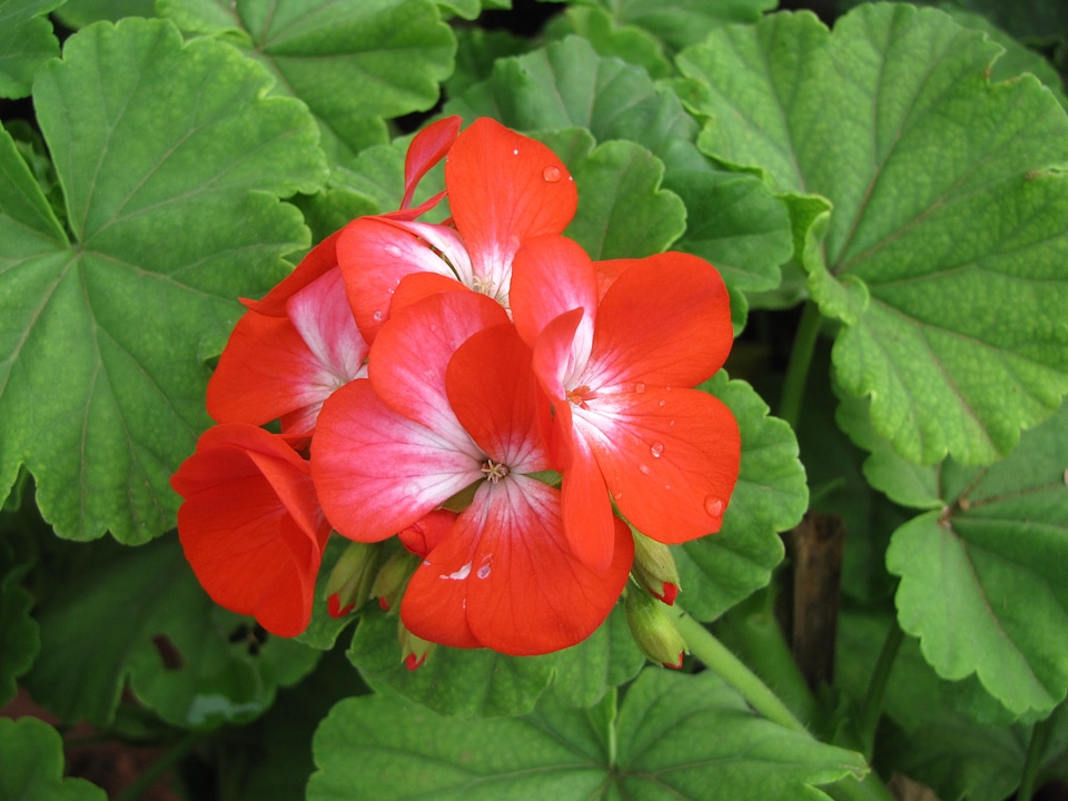 Plant natural blossom
