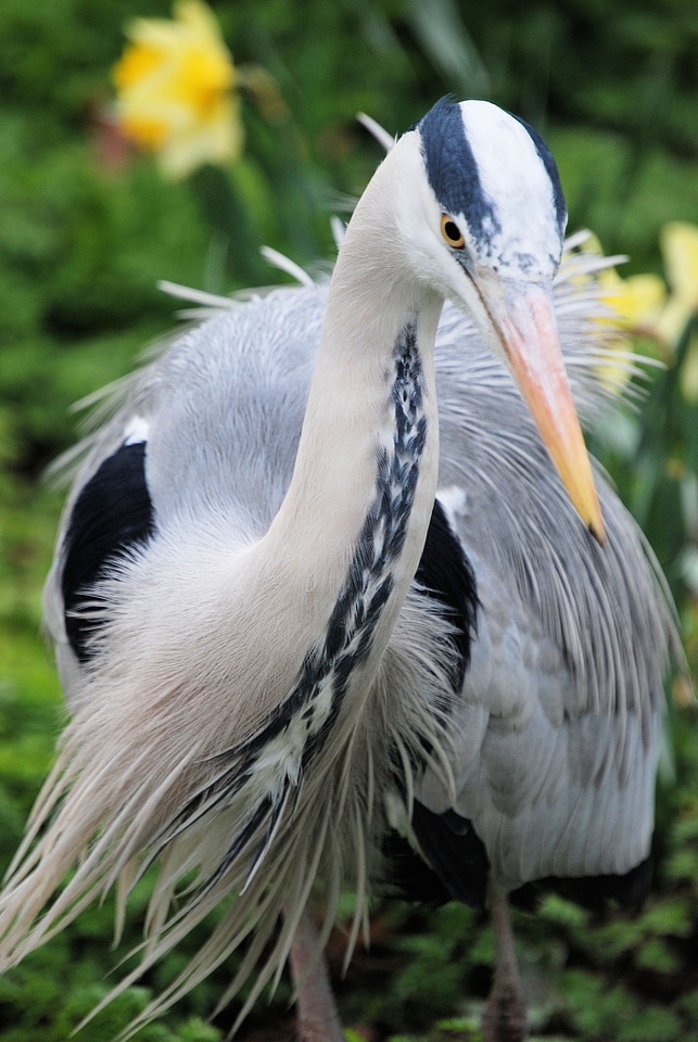 Close-up bird fly