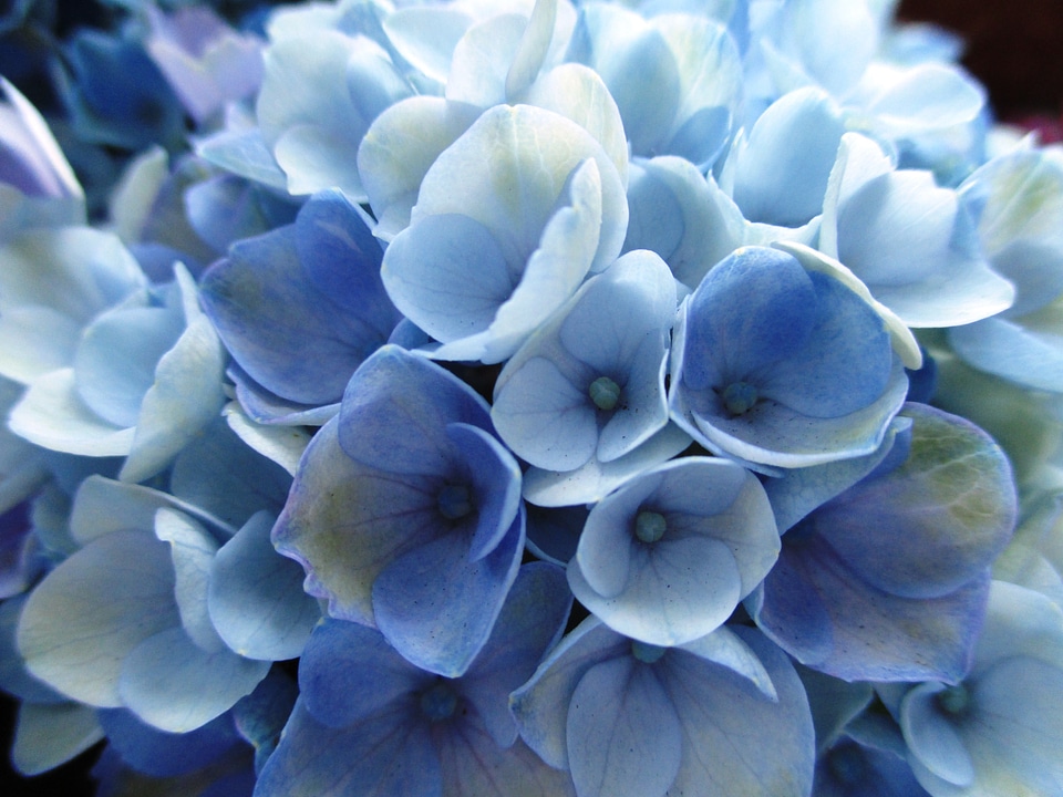 Plant flowers light blue