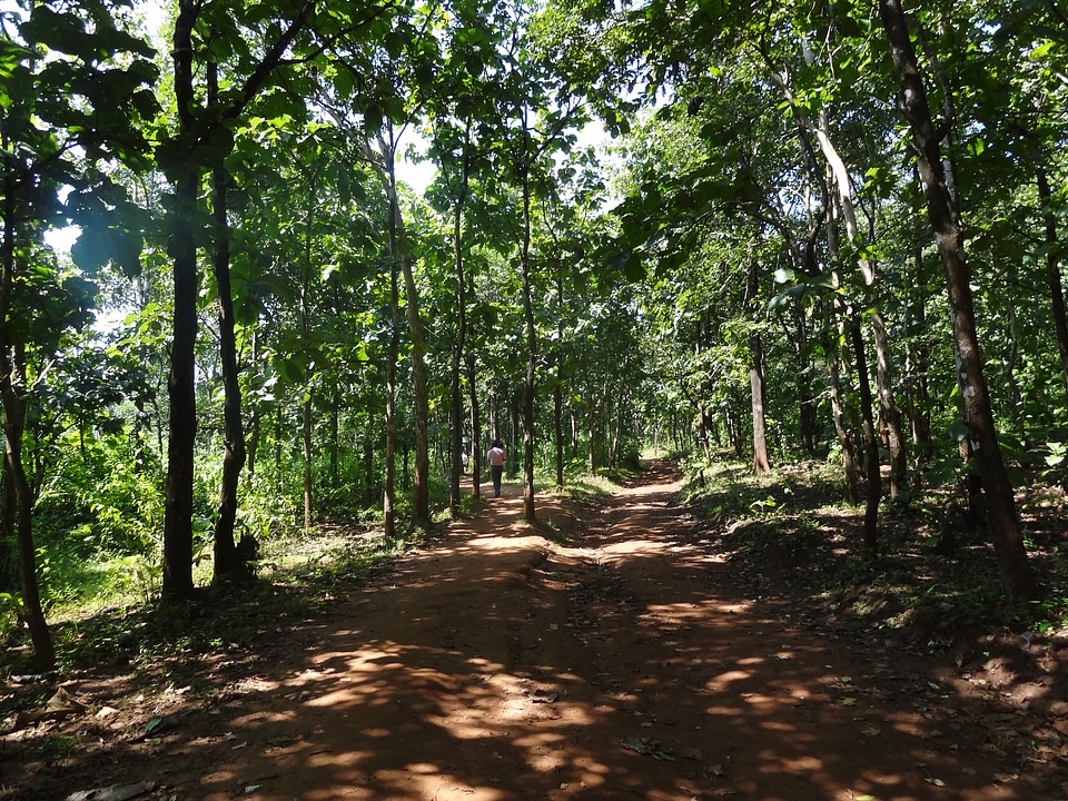 India tree organic