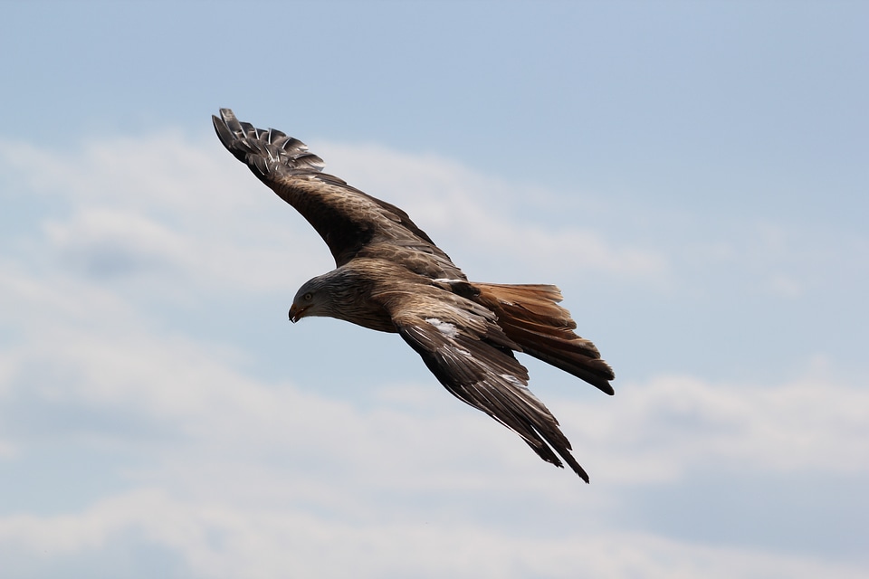 Soaring wind flying