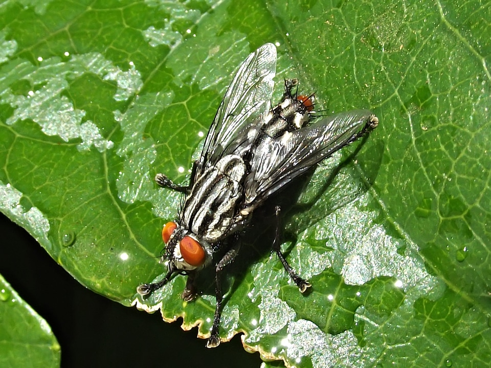 Nature wing bug