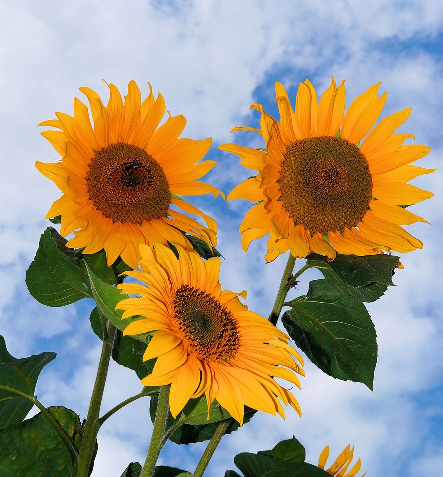 Summer plant bright