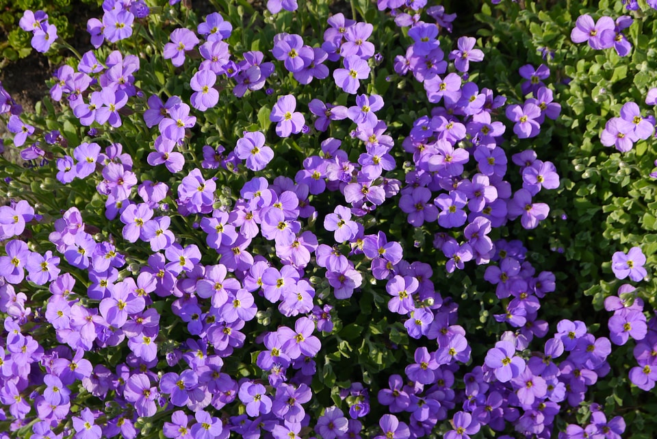 Flowers meadow spring
