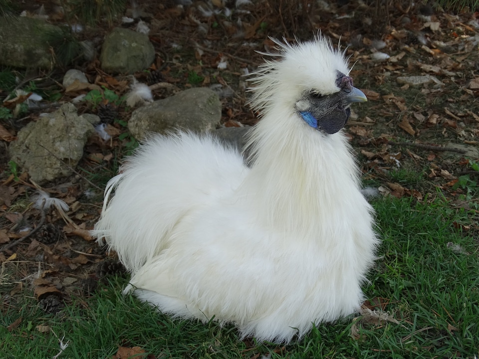 Nature poultry bird