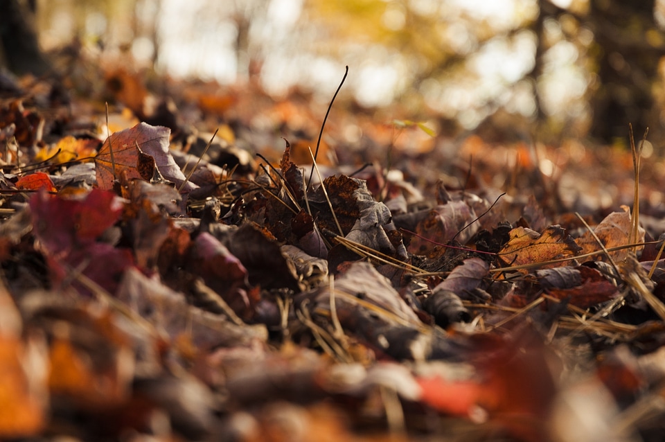 Fall nature red