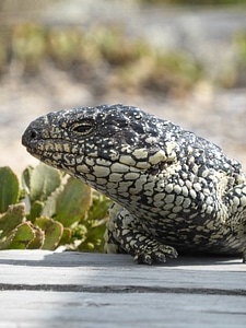 Tiliqua rugosa australian reptile