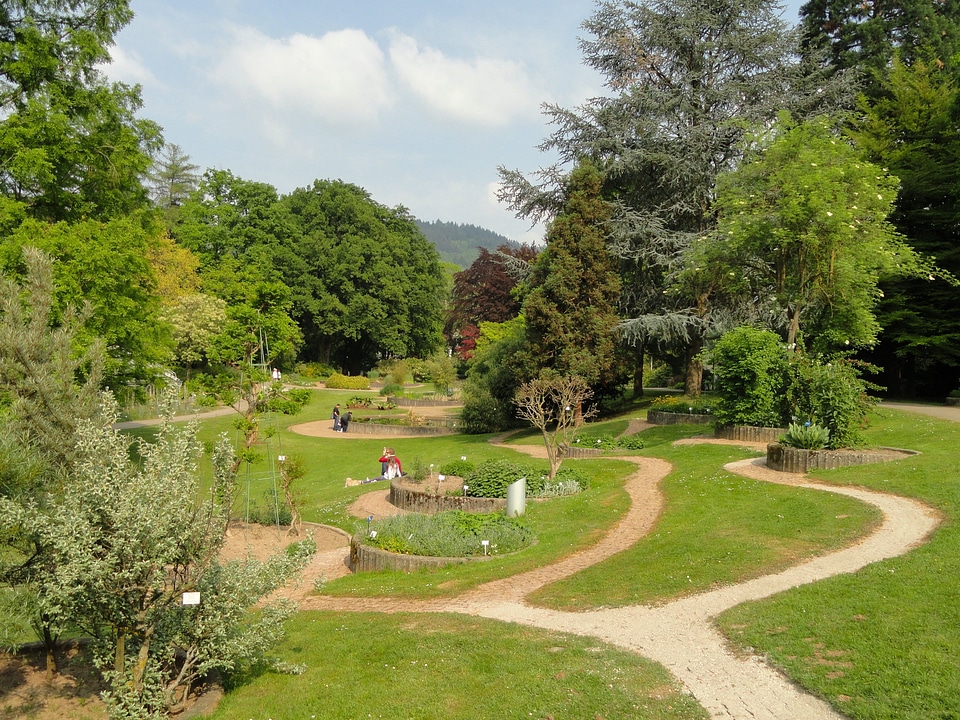 Garden trees grass