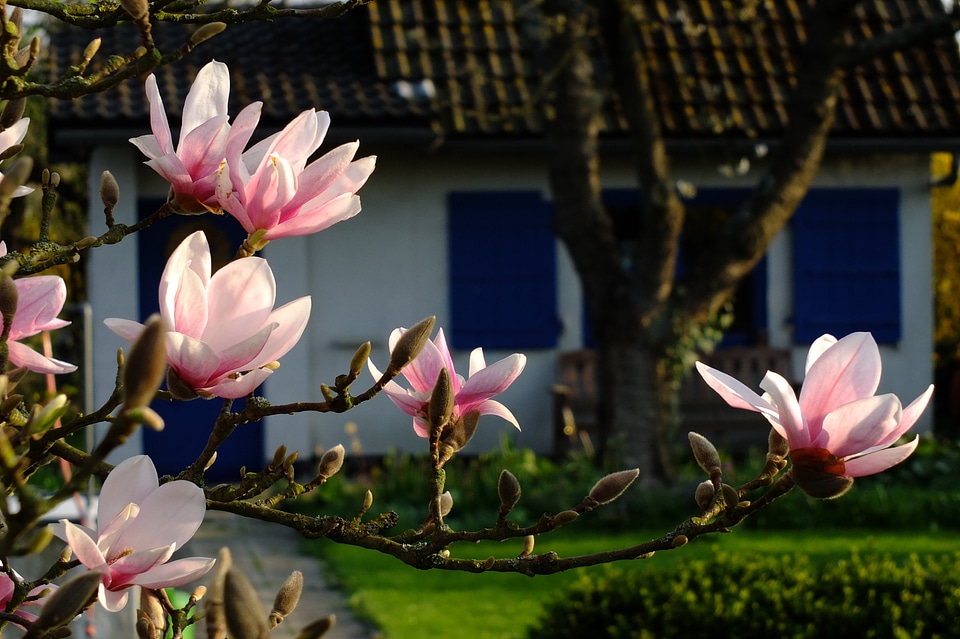 May blossom bloom