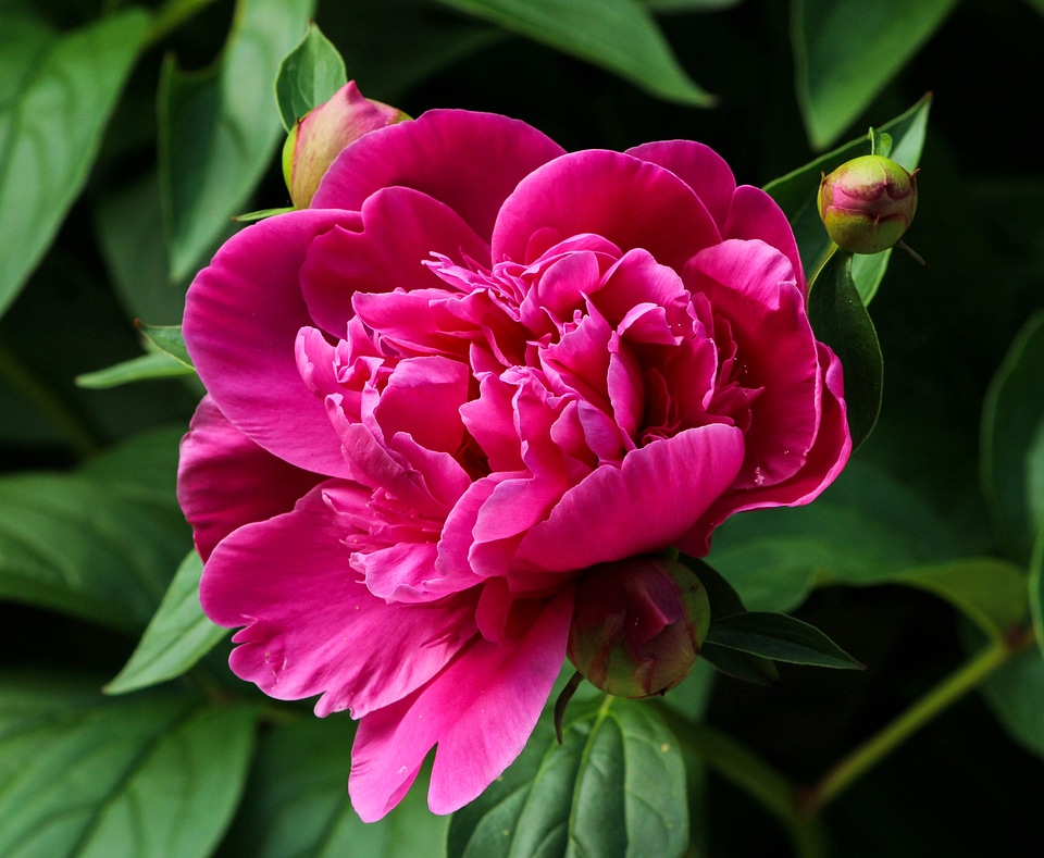 Paeonia paeoniaceae prennial