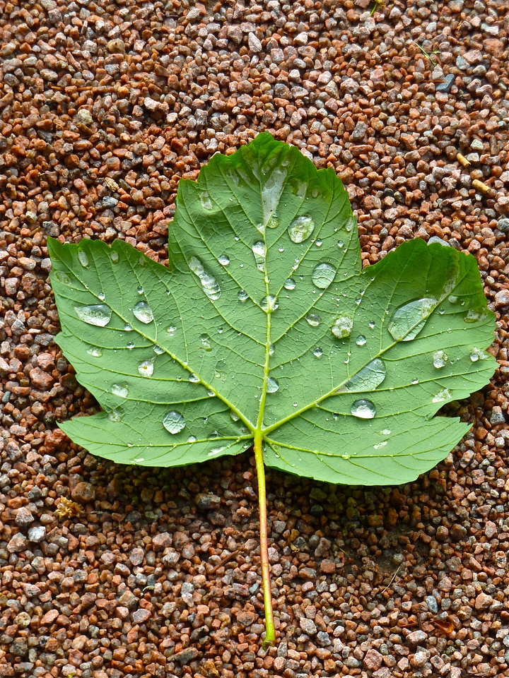 Green natural closeup