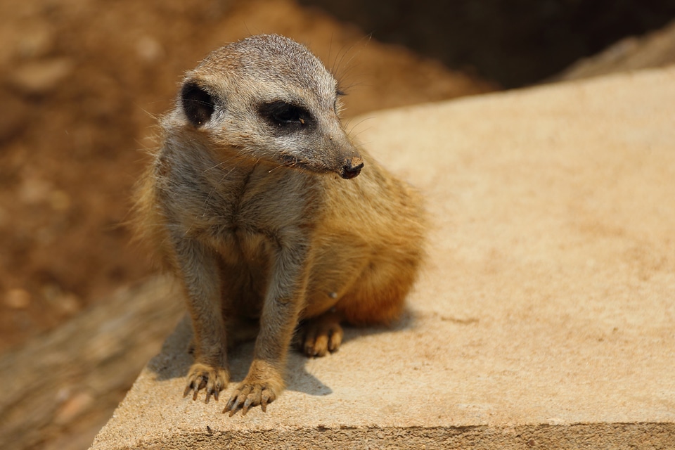 Mammal animal suricata suricatta