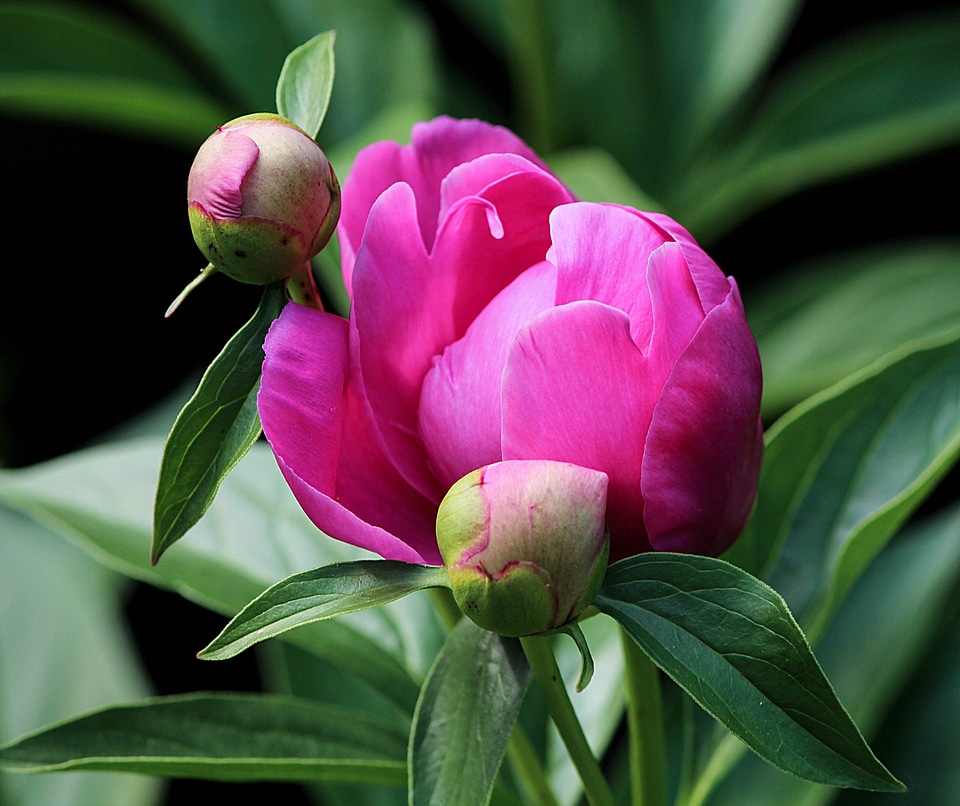 Fuchsia paeonia paeoniaceae