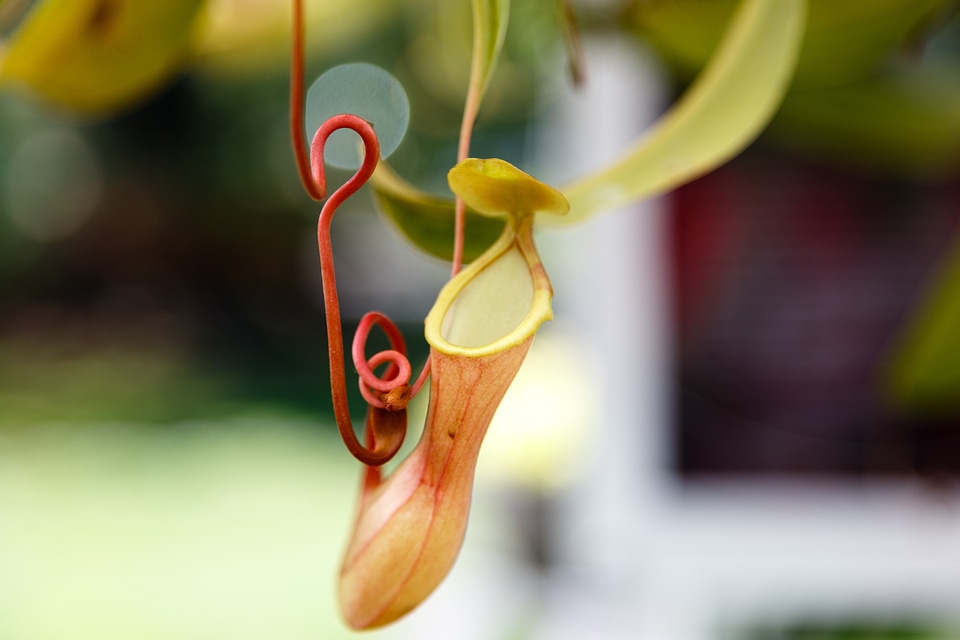 Nature flower spring