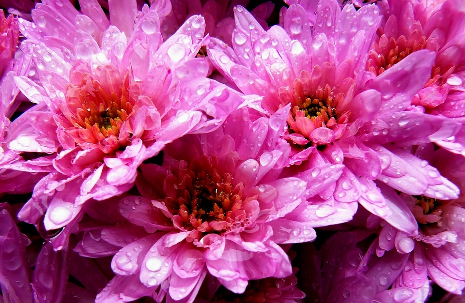 Pink macro garden