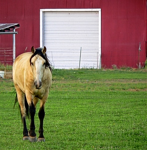 Farm ranch animal photo