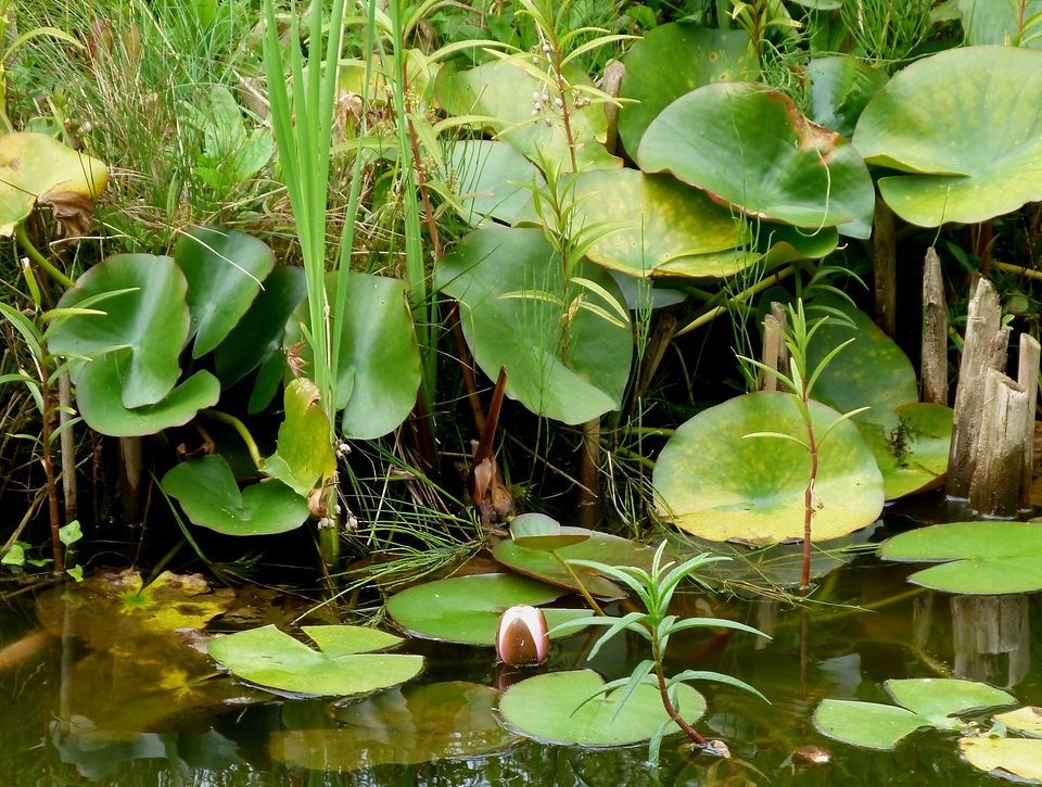 Floating leaves flowers