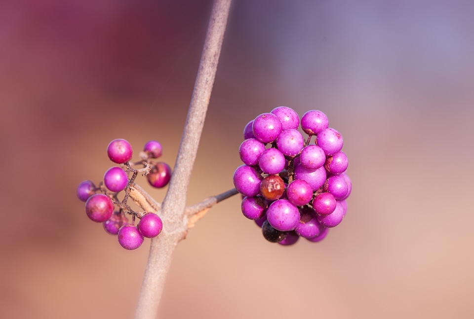 Nature plant purple