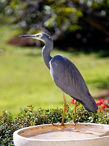 Australia perching grey