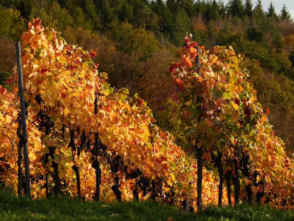 Agriculture autumn grapes