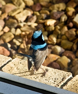 Male variegated fairy wren blue colourful