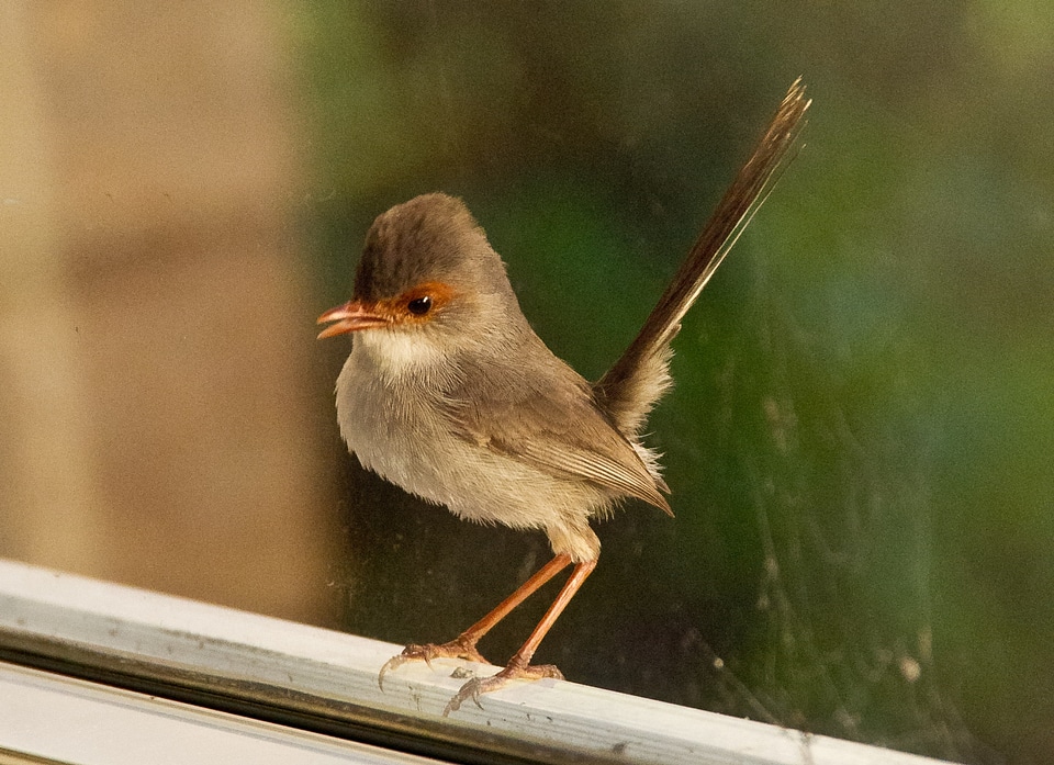 Fairy wren red face colourful