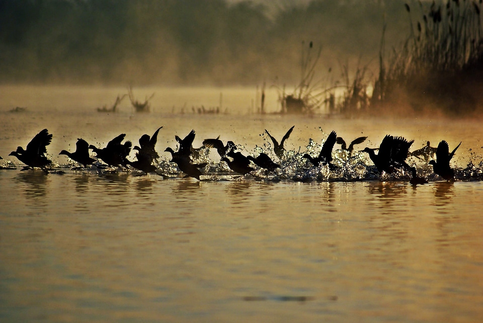 Morning nature birds