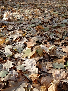 Leaf litter season leaf photo
