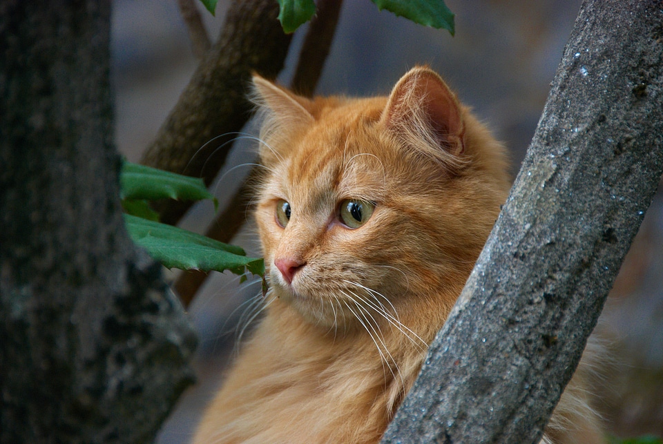 Red cat cats portrait of cat