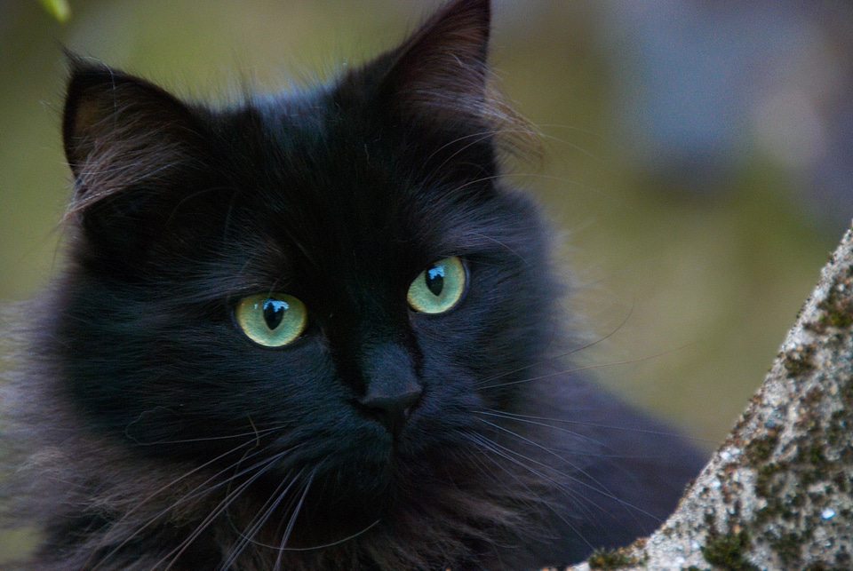 Black cat cats portrait of cat