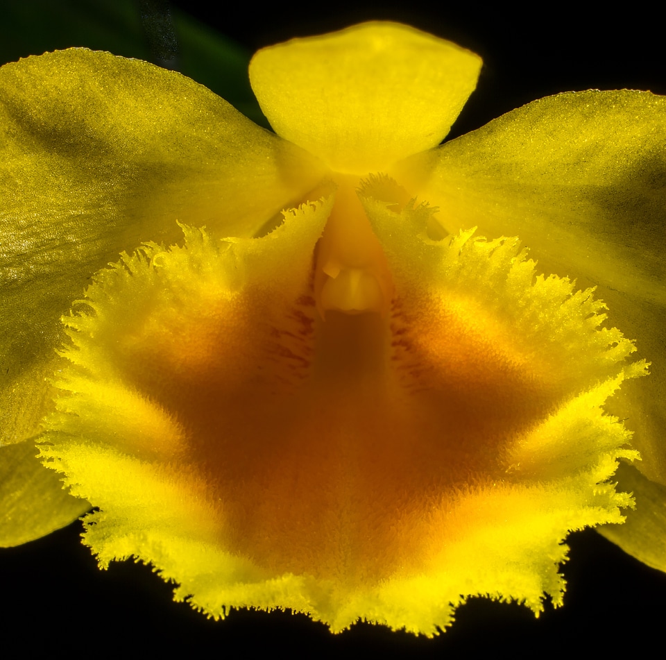 Bloom flower yellow