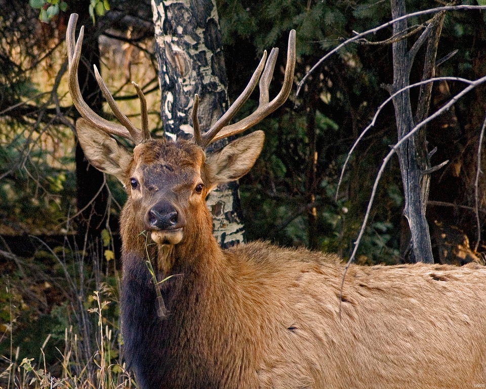 Wildlife rack antlers