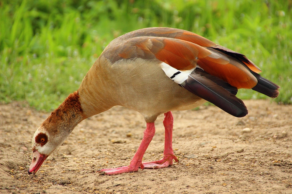 Colorful plumage wild goose