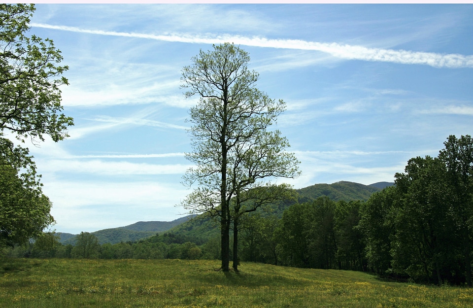 Smokies meadows fields