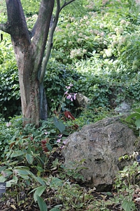 Plant natural blossom