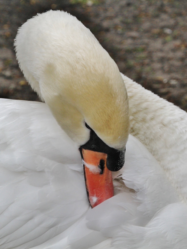 Bird animal animals